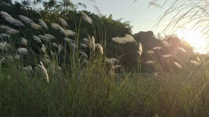 晚霞落日 野草逆光 晚风吹野草山芒草花开