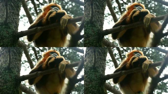 金丝猴趴在树枝上