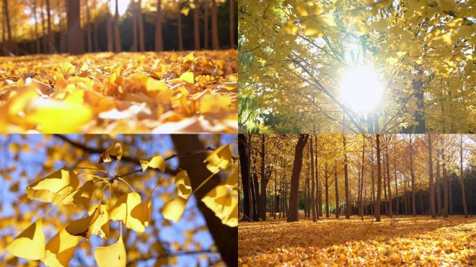 秋天银杏树 金黄银杏叶 逆光树叶