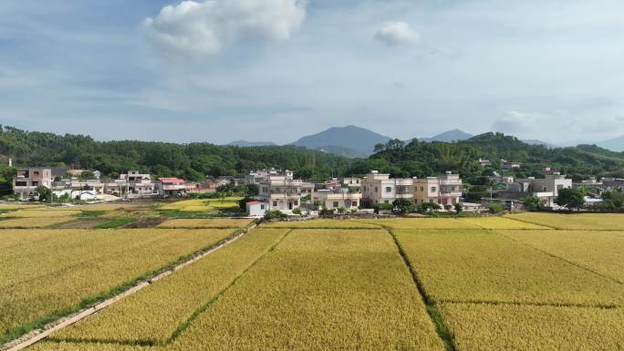 振兴农村乡村稻田丰收秋景