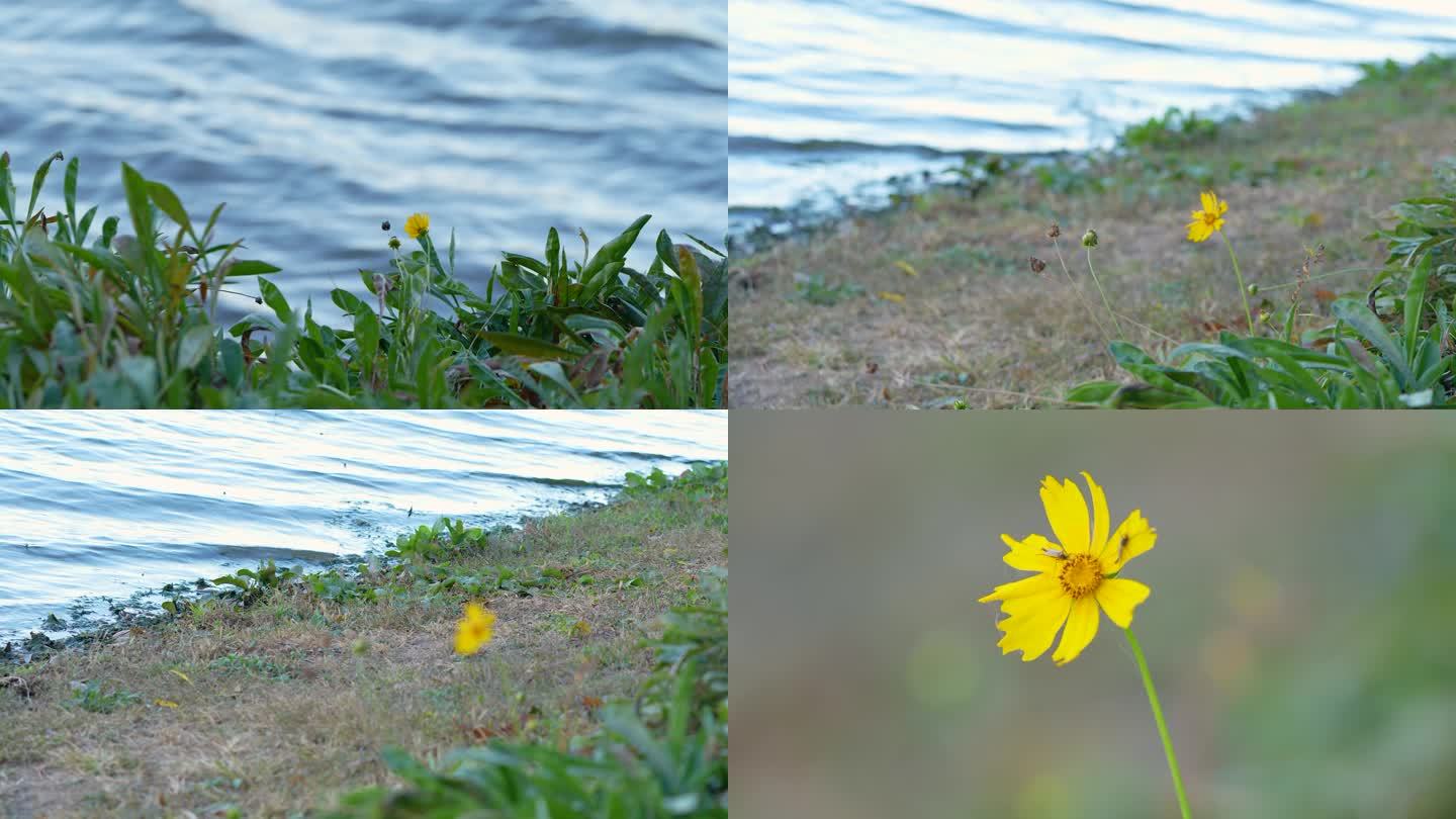 河边的一朵小黄花