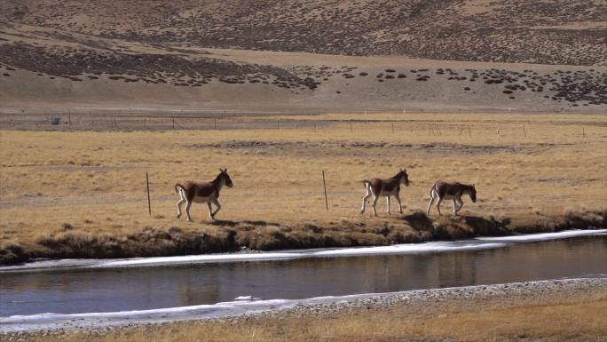 西藏阿里野生动物藏野驴