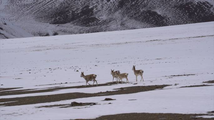 西藏阿里野生动物藏原羚