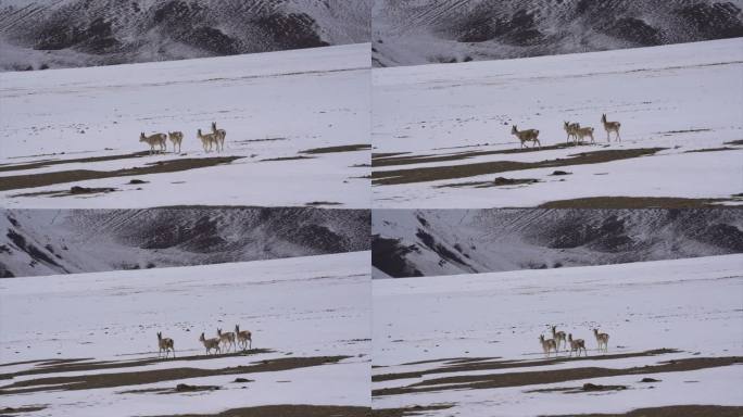 西藏阿里野生动物藏原羚