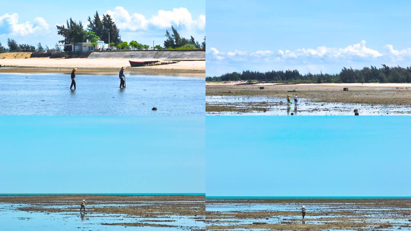 海边赶海捡贝壳4k