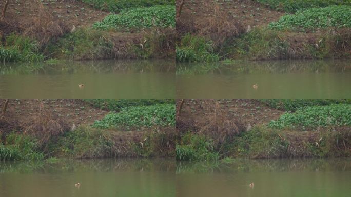 河里的水鸭与岸边的黑鸟