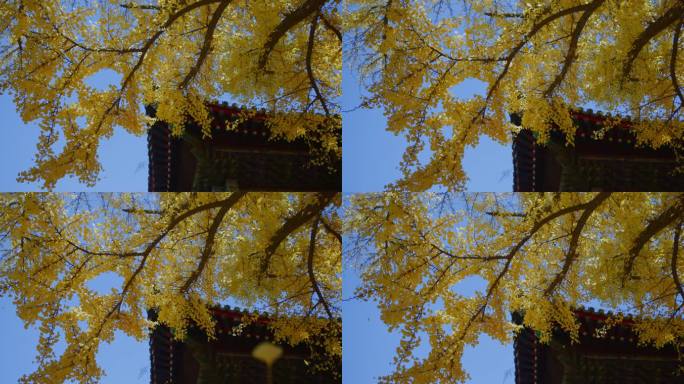 秋天的银杏树4k红螺寺古银杏落叶红叶