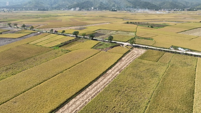 振兴农村稻田丰收秋景航拍