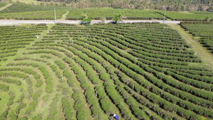 绿茶种植园鸟瞰图茶叶茶园农业