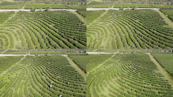 绿茶种植园鸟瞰图茶叶茶园农业