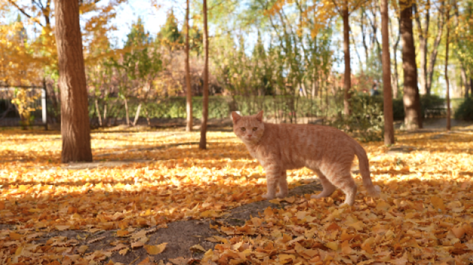 银杏树林 孤独流浪的猫