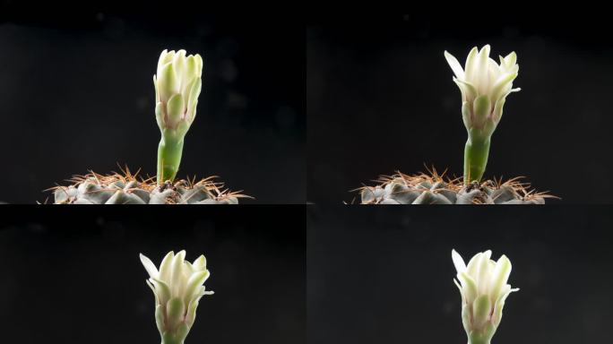 仙人掌 生长 延时摄影 开花 植物