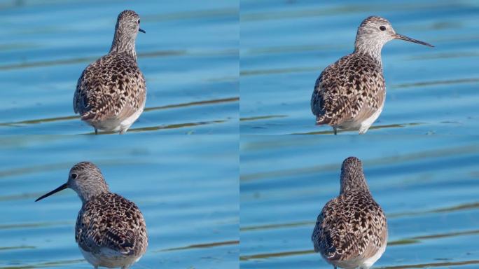 早春阳光明媚的早晨，鸟沼鹬（Tringa stagnatilis）在浅水中行走。