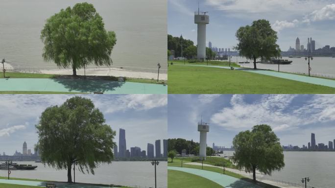 【大疆御3】 武昌江滩一棵树