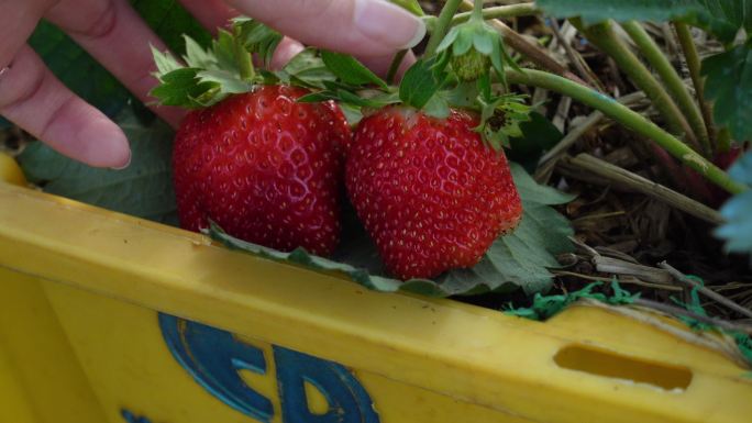 特写、POV、触摸和采摘树上的新鲜红草莓、农业主题