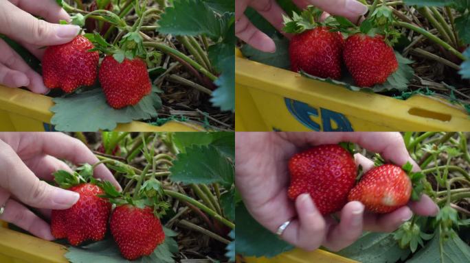 特写、POV、触摸和采摘树上的新鲜红草莓、农业主题