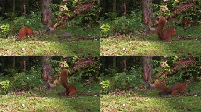 夏日清晨苏格兰林地三只红松鼠的特写镜头