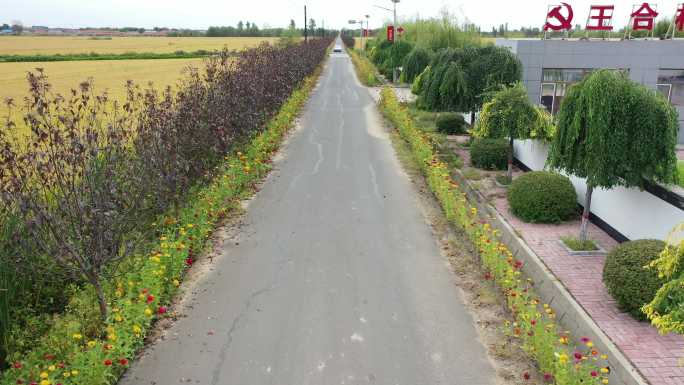 农村 街道 乡路 绿化 村庄