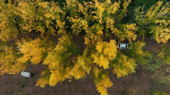 银杏公园西安杜邑遗址公园西安秋景航拍秋季