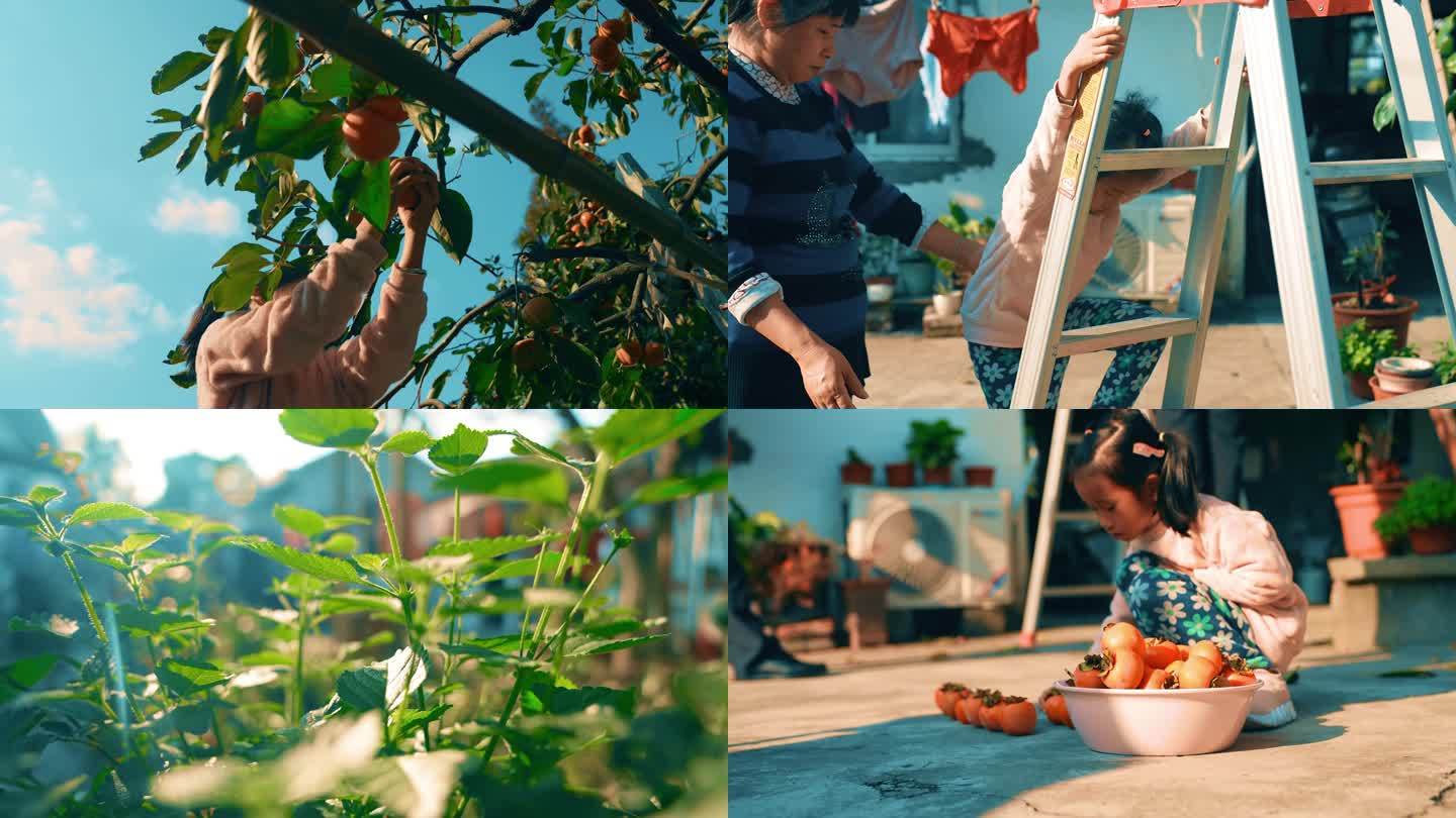 孩子采摘柿子