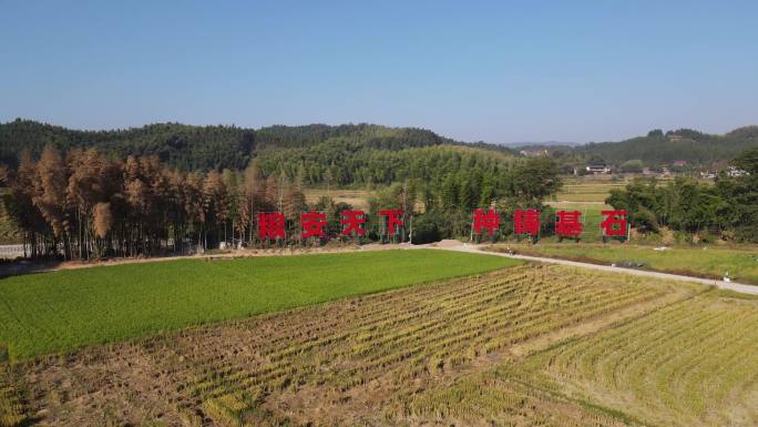 三明市建宁县成片稻田