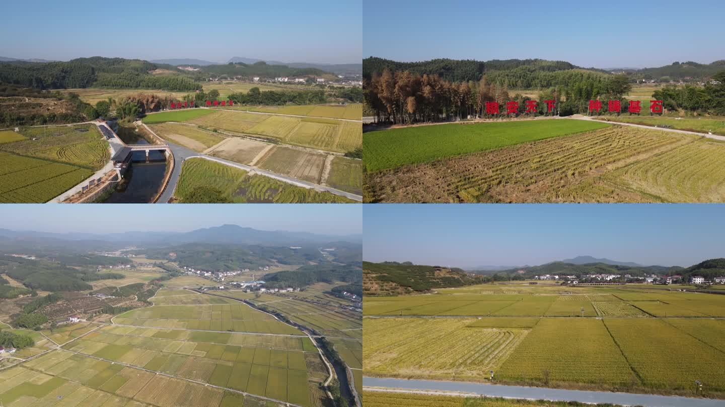 三明市建宁县成片稻田