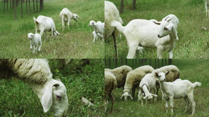 山羊吃草镜头一组