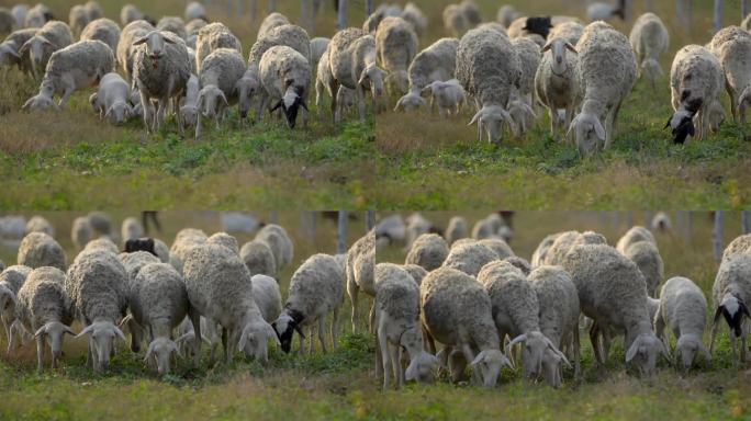 一群羊在吃草