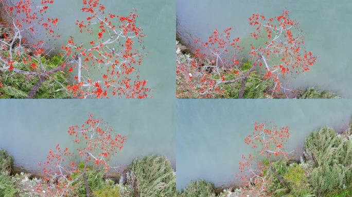 红木棉花开了 南宁邕江边 4K航拍