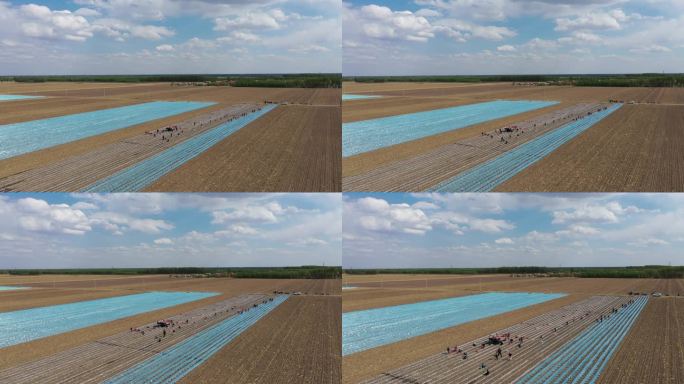种植 覆膜 香瓜 航拍 农作物