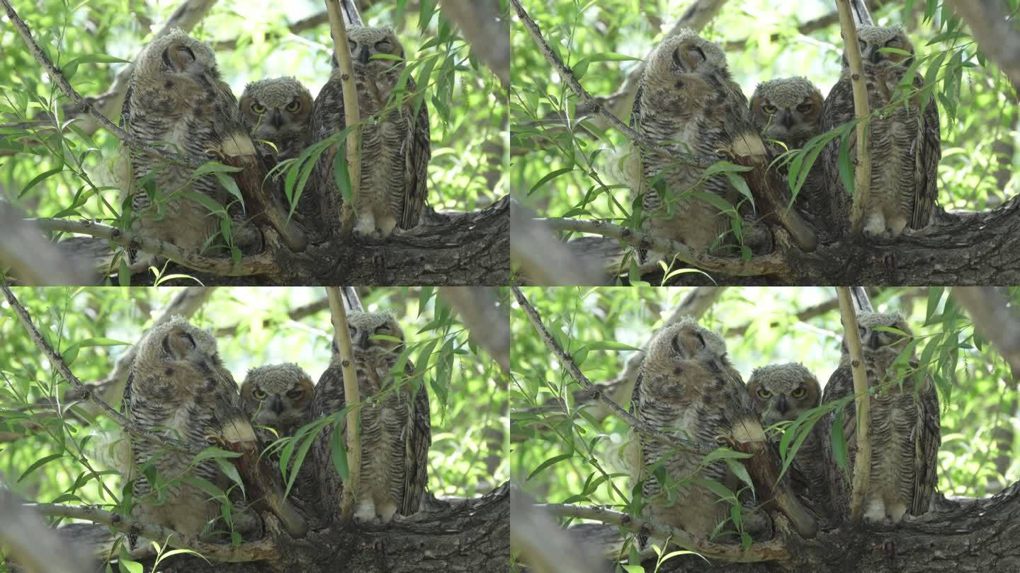 三只野生大角猫头鹰小鸡排成一排利特尔顿科罗拉多柳树