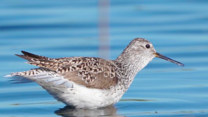 早春阳光明媚的早晨，鸟沼鹬（Tringa stagnatilis）在浅水中行走。