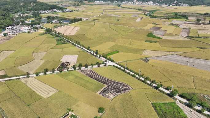 振兴农村稻田丰收秋景航拍