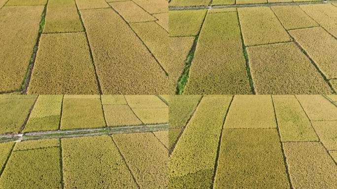 振兴农村乡村稻田丰收秋景