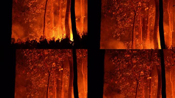 向上倾斜特写：森林大火——树叶树枝上的野火