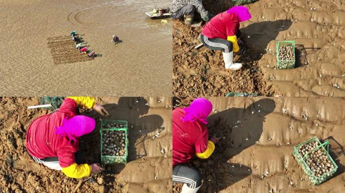 海边养殖 挖蛤蜊