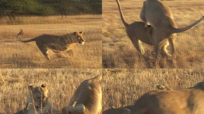 玩狮子狮子玩耍热带雨林非洲大草原