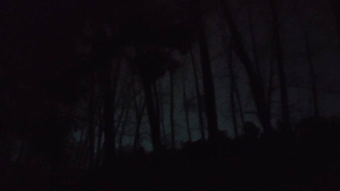 夜晚的树林与天空