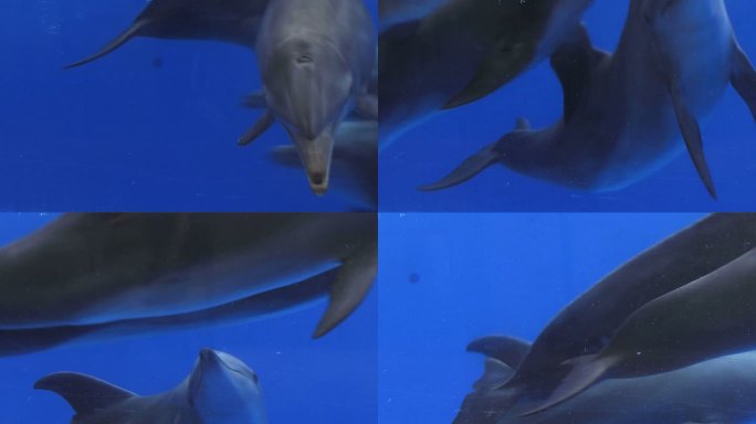 大西洋宽吻海豚野生动物浮潜海洋