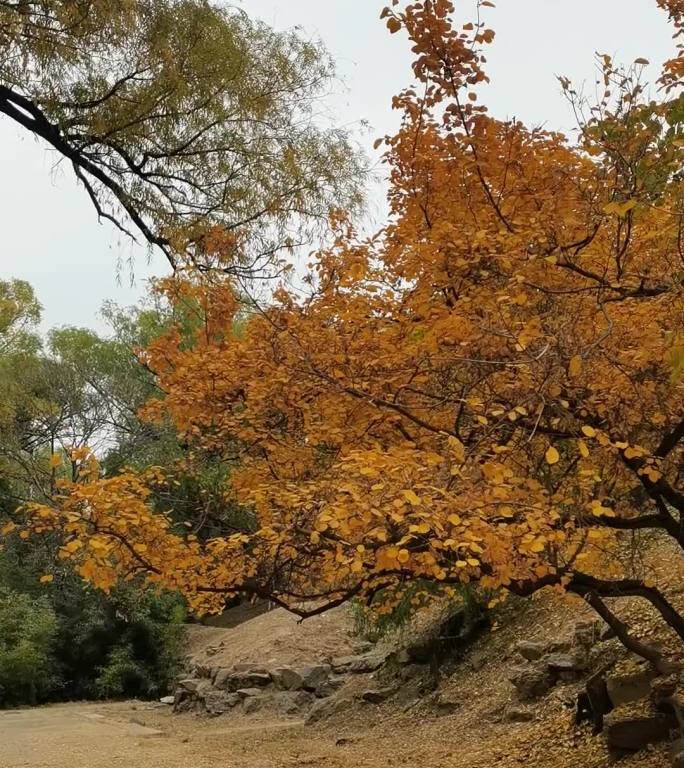 圆明园树秋景4