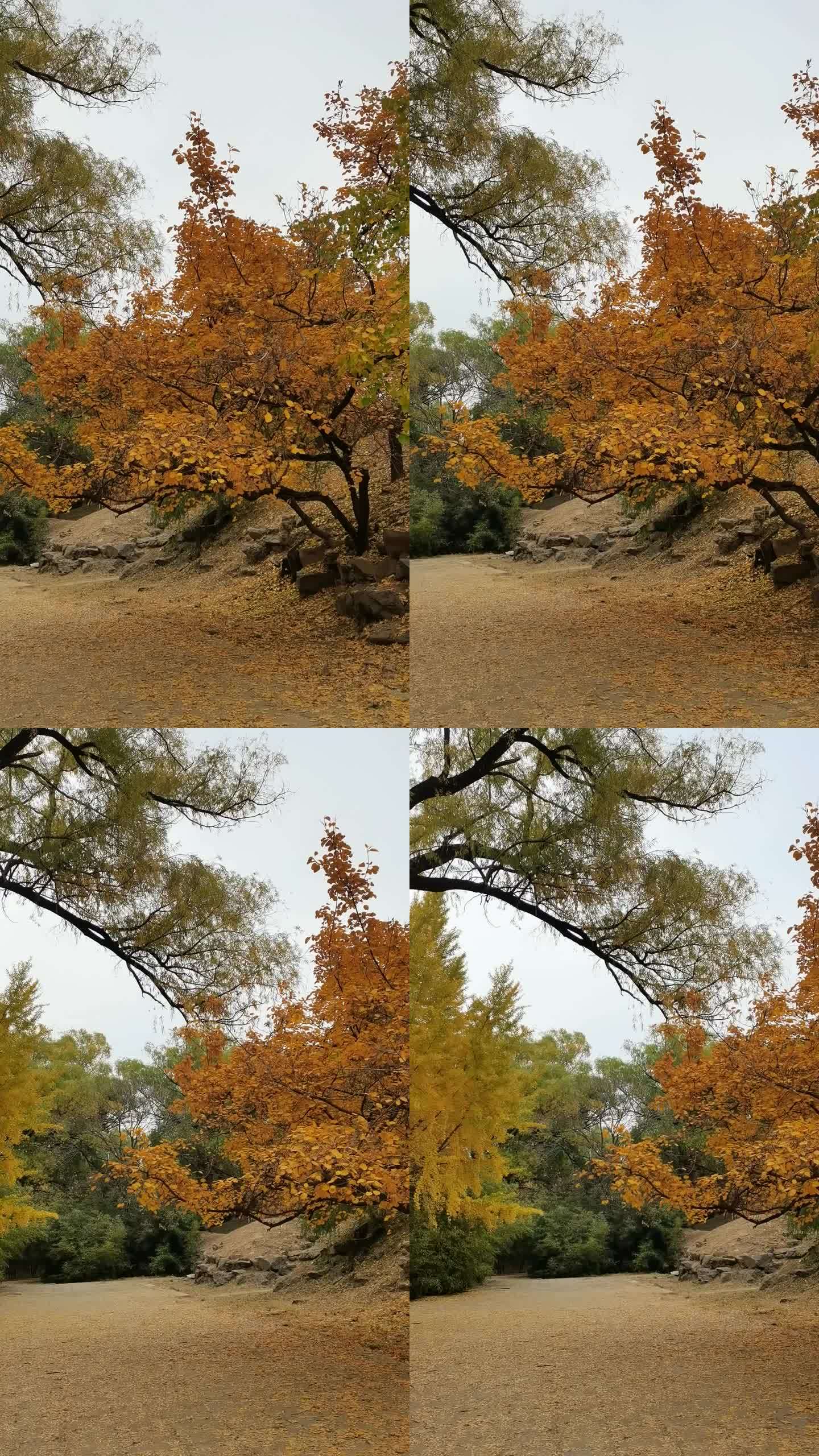 圆明园树秋景4