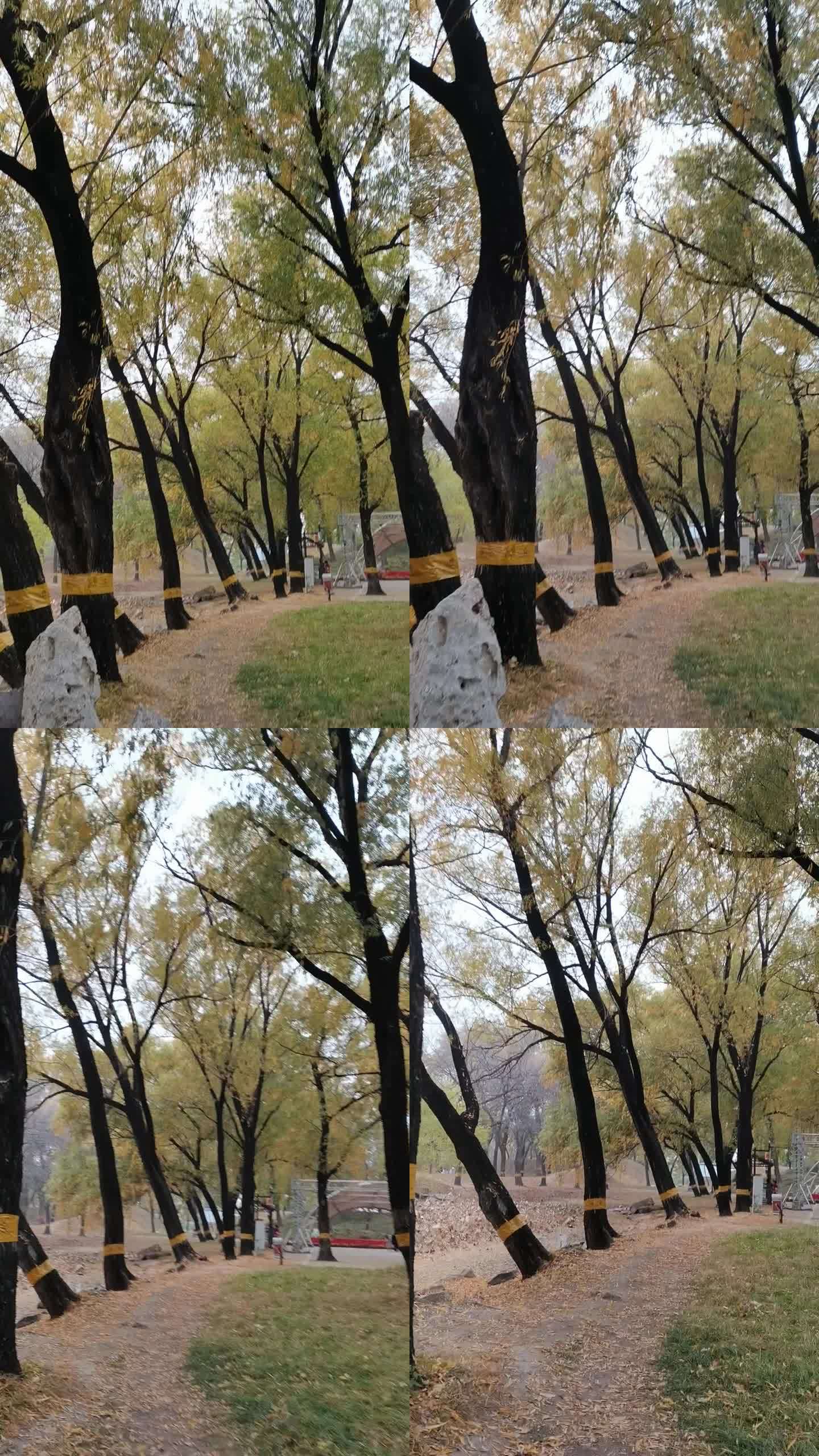 圆明园树秋景2