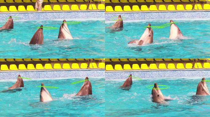 海豚玩呼啦圈海洋馆海豚玩呼啦圈表演