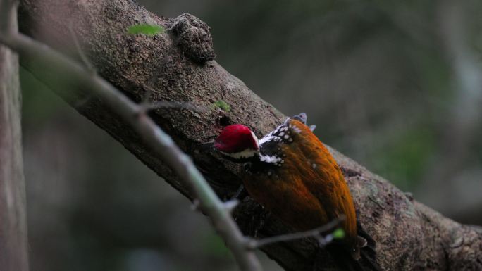 啄木鸟：成年雄性大火背鸟（Chrysocolaptes guttacristatus），也称大金背鸟