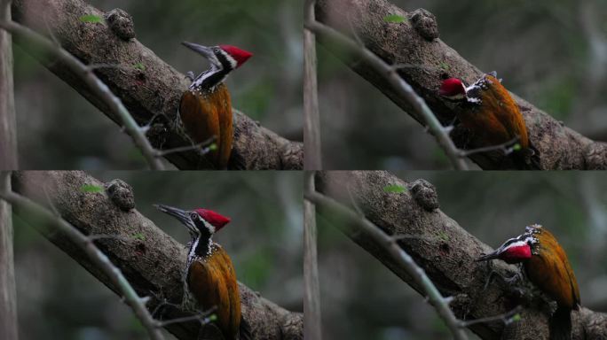 啄木鸟：成年雄性大火背鸟（Chrysocolaptes guttacristatus），也称大金背鸟