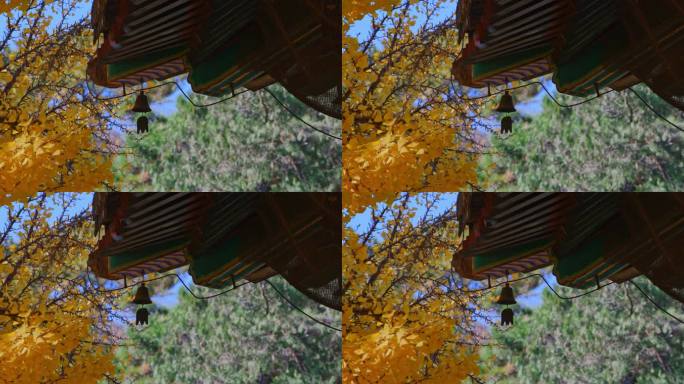 秋天的银杏树4k红螺寺古银杏落叶红叶