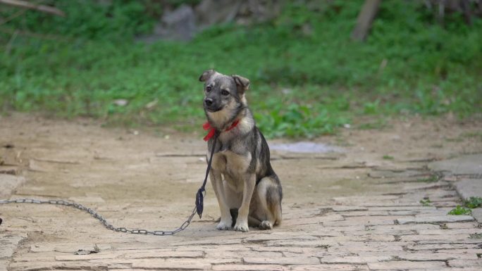 中华田园犬