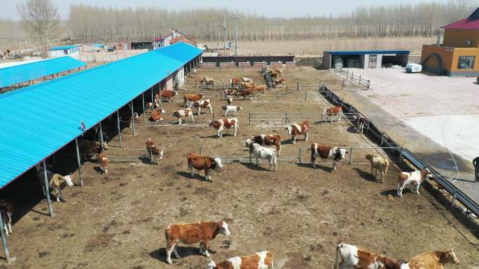养殖 厂房 牛棚 圈养 牛