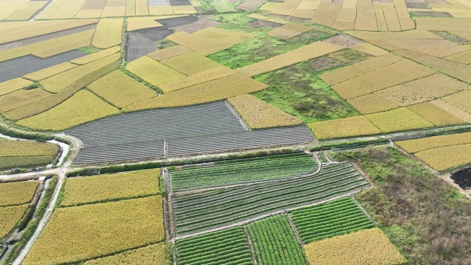 振兴农村乡村稻田丰收秋景