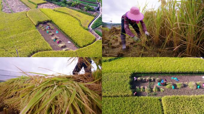 秋天稻谷丰收农民收割割稻子